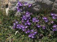 Chaenorhinum origanifolium 17, Marjoleinbekje, Saxifraga-Willem van Kruijsbergen