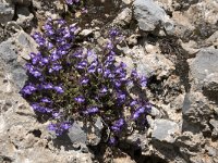 Chaenorhinum origanifolium 19, Marjoleinbekje, Saxifraga-Willem van Kruijsbergen