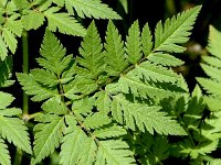 Chaerophyllum aureum 19, Gouden ribzaad, Saxifraga-Sonja Bouwman  888. Gouden ribzaad - Chaerophyllum aureum - Apiaceae familie (zw)