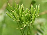 Chaerophyllum aureum 22, Gouden ribzaad, Saxifraga-Sonja Bouwman  888. Gouden ribzaad - Chaerophyllum aureum - Apiaceae familie (zw)