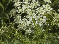 Chaerophyllum aureum 1, Gouden ribzaad, Saxifraga-Jan van der Straaten