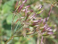 Chaerophyllum aureum 11, Gouden ribzaad, Saxifraga-Rutger Barendse