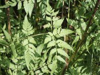 Chaerophyllum aureum 12, Gouden ribzaad, Saxifraga-Rutger Barendse