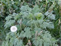 Chaerophyllum aureum 13, Gouden ribzaad, Saxifraga-Rutger Barendse