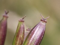 Chaerophyllum aureum 14, Gouden ribzaad, Saxifraga-Rutger Barendse