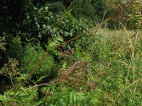 Chaerophyllum aureum 15, Gouden ribzaad, Saxifraga-Rutger Barendse