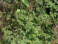 Chaerophyllum aureum 16, Gouden ribzaad, Saxifraga-Rutger Barendse