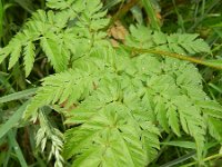 Chaerophyllum aureum 18, Gouden ribzaad, Saxifraga-Rutger Barendse