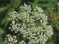 Chaerophyllum aureum 2, Gouden ribzaad, Saxifraga-Jan van der Straaten