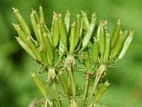 Chaerophyllum aureum 21, Gouden ribzaad, Saxifraga-Sonja Bouwman  888. Gouden ribzaad - Chaerophyllum aureum - Apiaceae familie (zw)