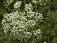 Chaerophyllum aureum 3, Gouden ribzaad, Saxifraga-Jan van der Straaten