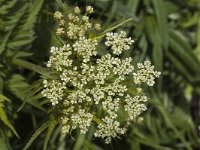 Chaerophyllum aureum 4, Gouden ribzaad, Saxifraga-Marijke Verhagen