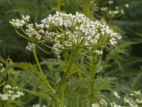 Chaerophyllum aureum 5, Gouden ribzaad, Saxifraga-Marijke Verhagen