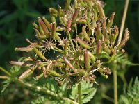 Chaerophyllum aureum 6, Gouden ribzaad, Saxifraga-Jan van der Straaten