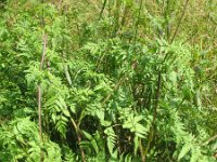 Chaerophyllum aureum 7, Gouden ribzaad, Saxifraga-Rutger Barendse