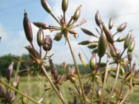 Chaerophyllum aureum 9, Gouden ribzaad, Saxifraga-Rutger Barendse