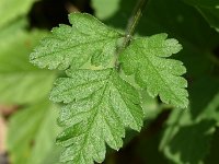 Chaerophyllum temulum 31, Dolle kervel, Saxifraga-Sonja Bouwman  891. Dolle kervel - Chaerophyllum temulum - Apiaceae familie (i)