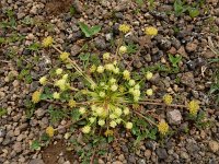 Chamaesciadium acaule 5, Saxifraga-Ed Stikvoort