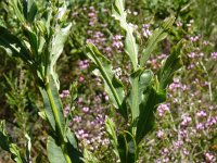 Chamaespartium tridentata 2, Saxifraga-Hans Grotenhuis
