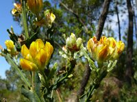 Chamaespartium tridentata 3, Saxifraga-Hans Grotenhuis