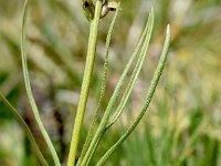 Chamorchis alpina 13, Saxifraga-Sonja Bouwman  Dwergorchis - Chamorchis alpina - Orchidaceae familie