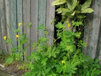 Chelidonium majus 10, Stinkende gouwe, Saxifraga-Rutger Barendse