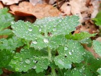 Chelidonium majus 19, Stinkende gouwe, Saxifraga-Rutger Barendse