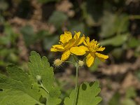 Chelidonium majus 30, Stinkende gouwe, Saxifraga-Jan van der Straaten