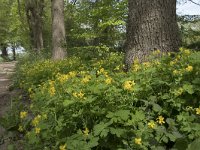 Chelidonium majus 34, Stinkende gouwe, Saxifraga-Willem van Kruijsbergen