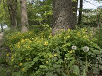 Chelidonium majus 35, Stinkende gouwe, Saxifraga-Willem van Kruijsbergen