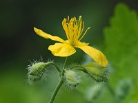 Chelidonium majus 36, Stinkende gouwe, Saxifraga-Mark Zekhuis