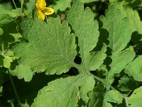 Chelidonium majus 38, Stinkende gouwe, Saxifraga-Sonja Bouwman