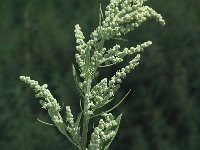 Chenopodium album 1, Melganzenvoet, Saxifraga-Marijke Verhagen