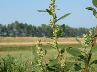 Chenopodium album 10, Melganzenvoet, Saxifraga-Ed Stikvoort