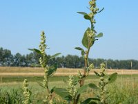 Chenopodium album 14, Melganzenvoet, Saxifraga-Ed Stikvoort