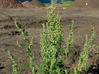 Chenopodium album 15, Melganzenvoet, Saxifraga-Ed Stikvoort