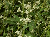 Chenopodium album 16, Melganzenvoet, Saxifraga-Ed Stikvoort