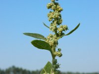 Chenopodium album 17, Melganzenvoet, Saxifraga-Ed Stikvoort