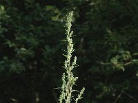 Chenopodium album 3, Melganzenvoet, Saxifraga-Jan van der Straaten