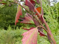 Chenopodium album 5, Melganzenvoet, Saxifraga-Rutger Barendse