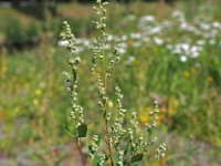 Chenopodium album 7, Melganzevoet, Saxifraga-Hans Dekker