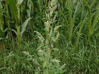 Chenopodium album 8, Melganzenvoet, Saxifraga-Ed Stikvoort