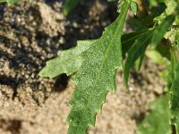 Chenopodium ambrosioides 18, Welriekende ganzenvoet, Saxifraga-Sonja Bouwman  828. Welriekende ganzenvoet - Chenopodium ambrosioides - Amaranthaceae familie (i)