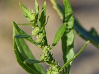 Chenopodium ambrosioides 19, Welriekende ganzenvoet, Saxifraga-Sonja Bouwman  828. Welriekende ganzenvoet - Chenopodium ambrosioides - Amaranthaceae familie (i) Tull en 't Waal, Ewijkse plaat (Ewijk)