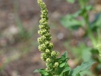 Chenopodium bonus-henricus 11, Brave hendrik, Saxifraga-Sonja Bouwman  846. Brave hendrik - Chenopodium bonus-henricus - Amaranthaceae familie (i) Vijlen