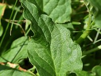 Chenopodium bonus-henricus 6, Brave hendrik, Saxifraga-Sonja Bouwman  Brave hendrik - Chenopodium bonus-henricus - Amaranthaceae familie