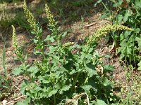 Chenopodium bonus-henricus 9, Brave hendrik, Saxifraga-Sonja Bouwman  846. Brave hendrik - Chenopodium bonus-henricus - Amaranthaceae familie (i)