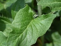 Chenopodium bonus-henricus 10, Brave hendrik, Saxifraga-Sonja Bouwman  846. Brave hendrik - Chenopodium bonus-henricus - Amaranthaceae familie (i)