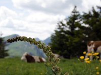 Chenopodium bonus-henricus 3, Brave Hendrik, Saxifraga-Simone van Velzen