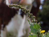 Chenopodium bonus-henricus 4, Brave Hendrik, Saxifraga-Simone van Velzen